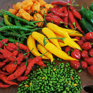 Categoria Pimenta